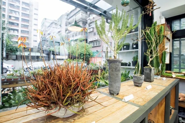 有肉-珍奇多肉植物展-榞點.jpg