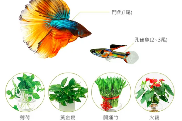 香草與魚