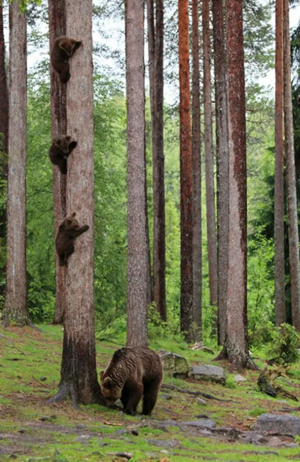 搞笑野生動物