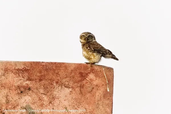 搞笑野生動物