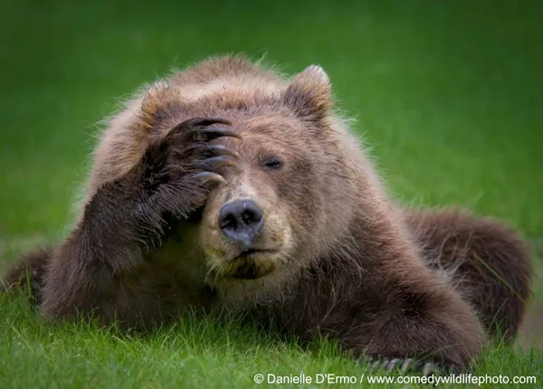 搞笑野生動物