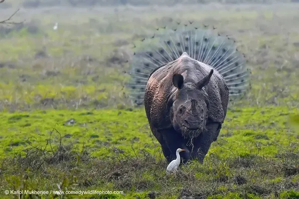 搞笑野生動物