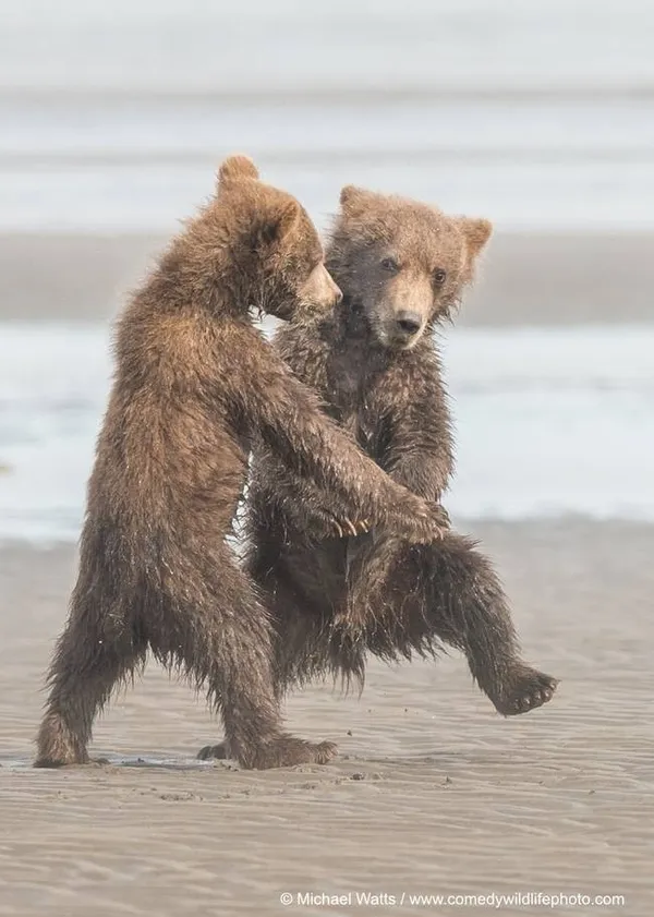 搞笑野生動物