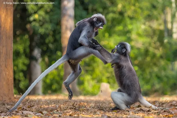 搞笑野生動物