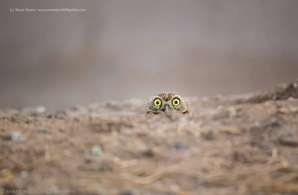 搞笑野生動物