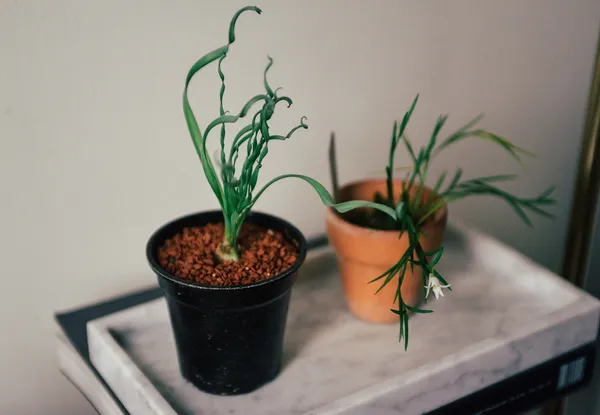 珍奇植物藏家Yen Hao Chen