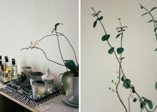 珍奇植物藏家Yen Hao Chen