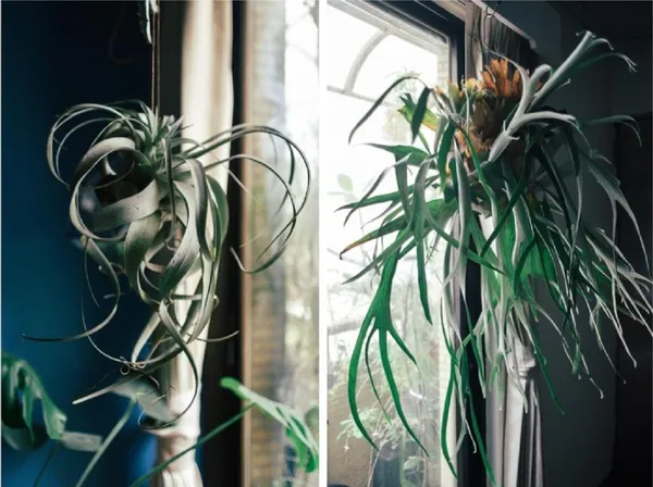 珍奇植物藏家Yen Hao Chen