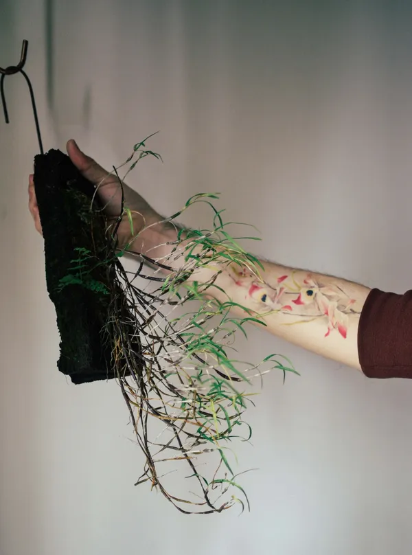 珍奇植物藏家Yen Hao Chen