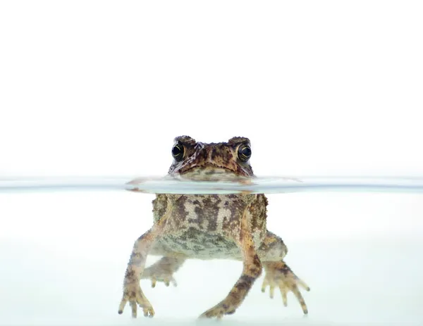 進入中心化溫水的加密青蛙正在醒覺（The crypto frog that has entered the warm waters of centralization is waking up）