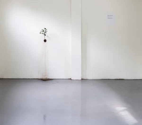 賴志盛《在牆上種一棵樹》.jpg