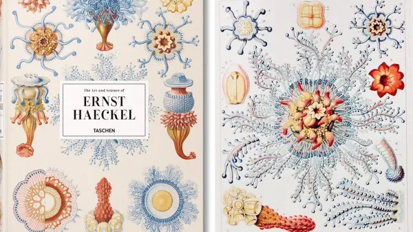 大自然是最終的藝術家！19世紀生物學家 Ernst Haeckel 的畫冊，美得像是藝術