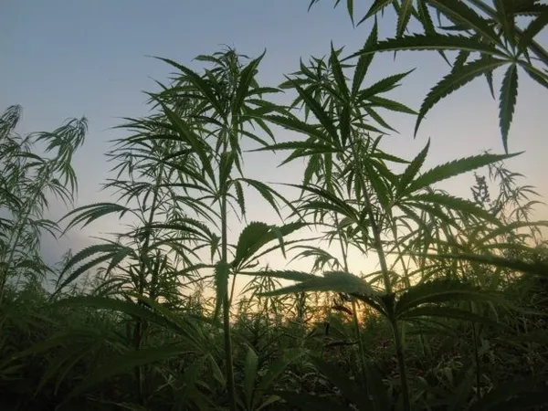 大麻新創熱吸光創投資金，新礦遭池魚之殃募資慘兮兮 