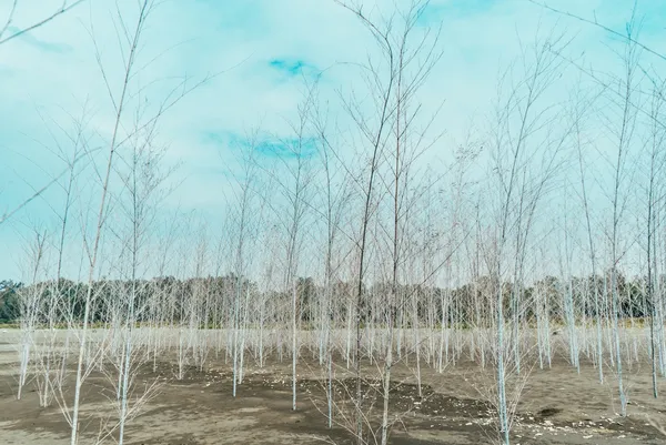 漁光島＿迷霧森林_游文富3.jpg