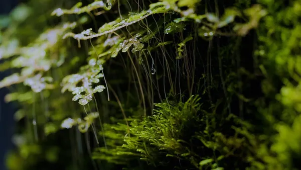 MICRO DRIFT 智能苔牆 image03.jpg