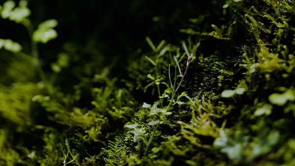 MICRO DRIFT 智能苔牆 image05.jpg