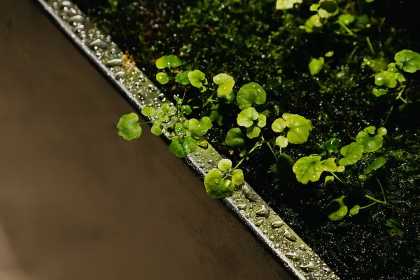 MICRO DRIFT 智能苔牆 image08.jpg