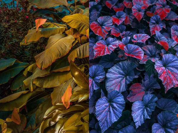 strangeleaves.png