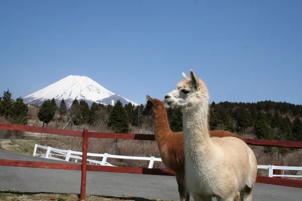 靜岡富士山FUJI&SUN’19戶外音樂祭露營-10.JPG