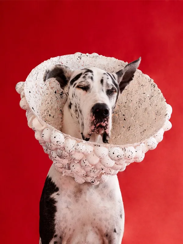 Cone of Shame 2.jpg