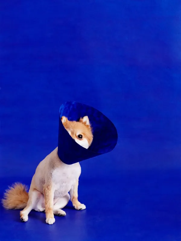 Cone of Shame 3.jpg