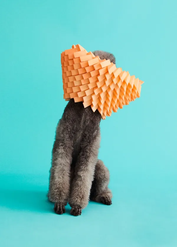 Cone of Shame 8.jpg