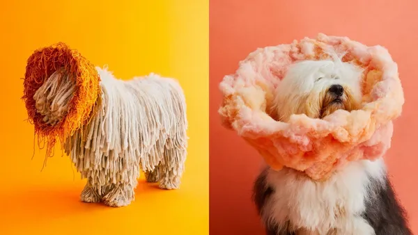 打造棉花糖般的頸圈？紐約攝影師翻轉羞羞圈印象，拍攝「Cone of Shame」狗狗肖像照