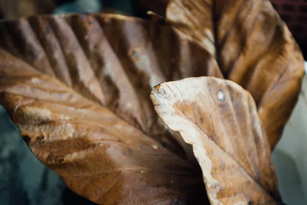 台灣大地原色.jpg