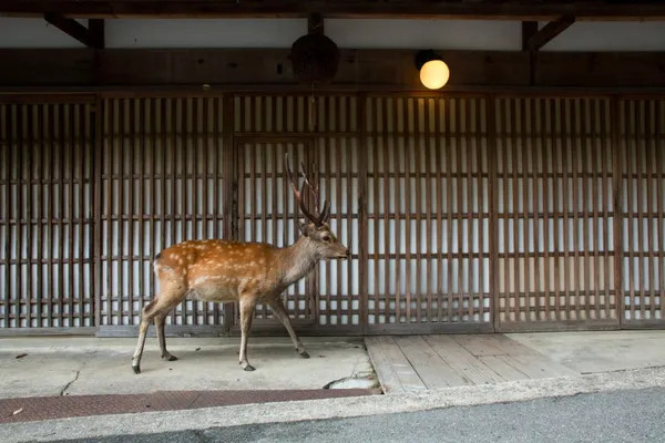 奈良鹿_石井陽子_YokoIshii.jpg