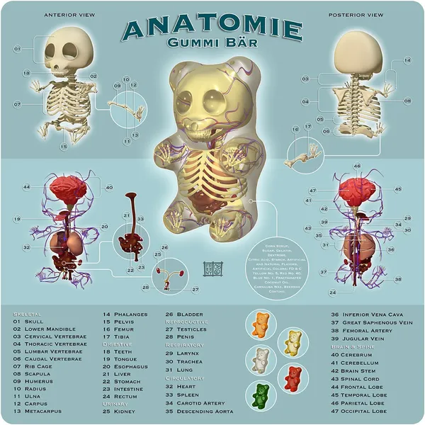 玩具解剖展_Anatomie Gummi Bar s.jpg