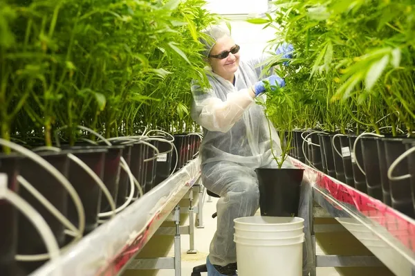 Tilray.jpg