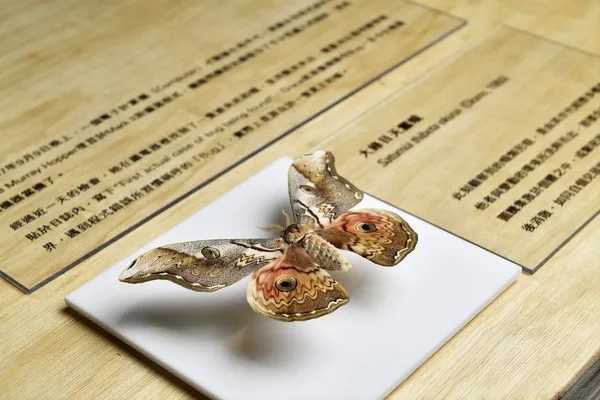 森山蛾特展＿展示內容側拍-01【照片提供｜森3 SUN SUN MUSEUM、攝影｜汪德範】.jpg