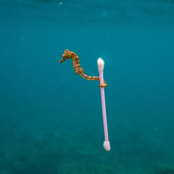 棉花棒_海馬.jpg