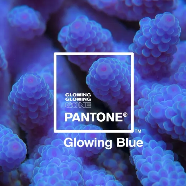 珊瑚-GlowingGone.jpg