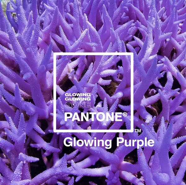 珊瑚-GlowingGone.jpg