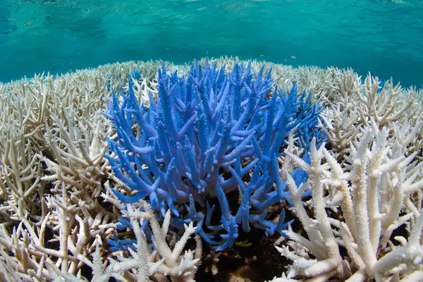 03 The Ocean Agency - New Caledonia Fluorescing.jp