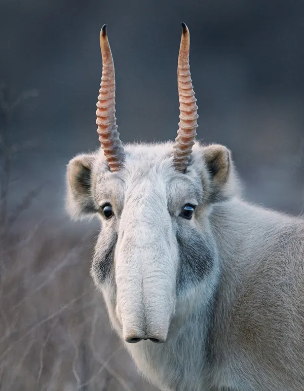 saiga antelope.jpg