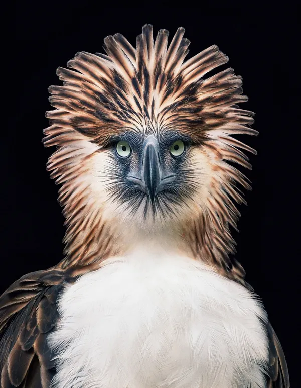 Philippine Eagle 食猿鵰.jpg
