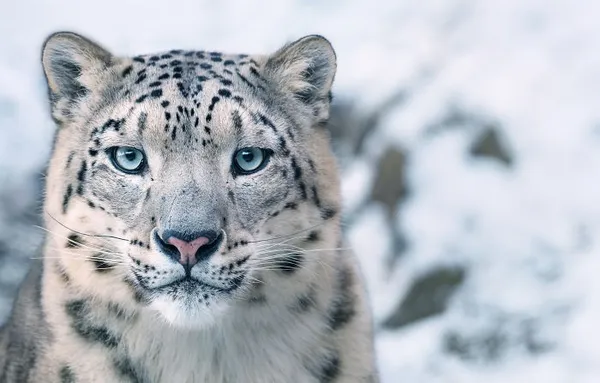 Snow Leopard 雪豹.jpg