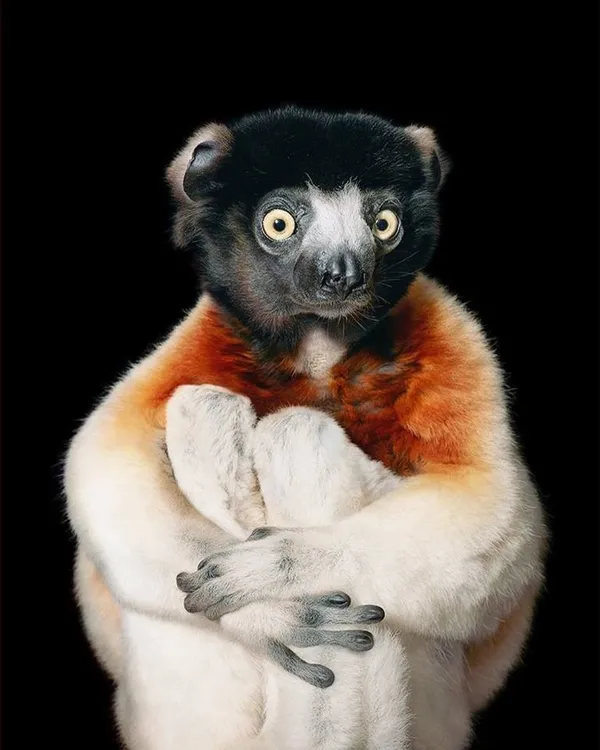 The Crowned Sifaka.jpg