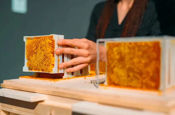 城市裡也能養蜂？義大利 Beeing 研發家庭和城市適用的小型蜂箱，讓人們在家輕鬆養蜂