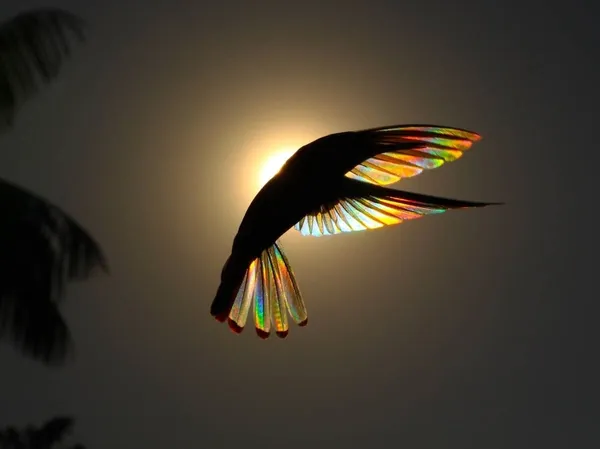 蜂鳥-攝影-彩虹.jpg