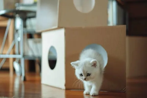 pets1.jpeg