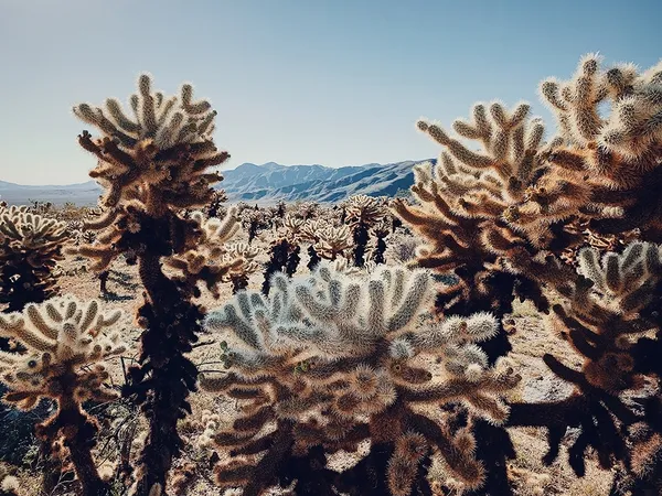 Floral-Dan Liu-Cactus under the Scorching Sun.jpg