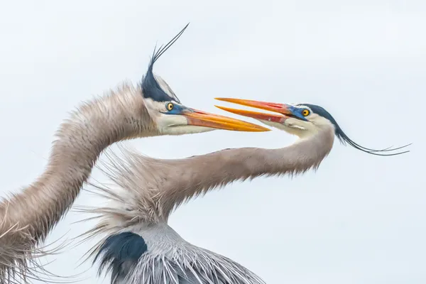 吐著煙圈的紅翅黑鸝，跟狐狸搶獵物的禿鷹！2019 鳥類攝影獎公佈，每一隻都超搶鏡