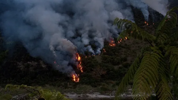 Forest fire