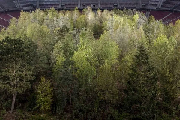 For Forest-08.jpg