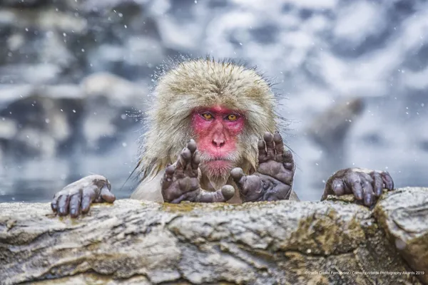 2019搞笑野生動物獎-入圍作品.jpg