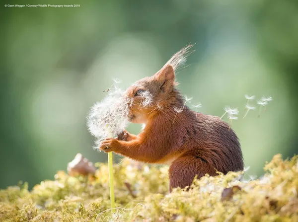 2019搞笑野生動物獎-入圍作品.jpg