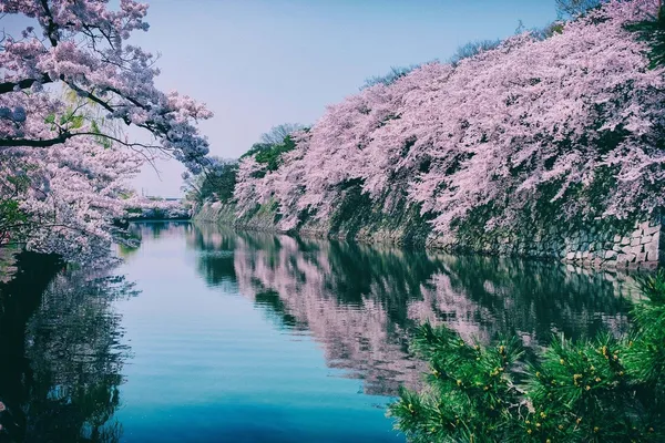 02IPA攝影_Sakura in Old castle_2nd Place_Nature_Seas
